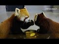 仲良く食べようキンとギン~Red Panda twins &quot;Kin &amp; Gin&quot;