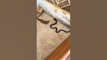 Cobra snake vs mongoose epic battle