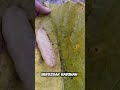 termite queen eggs capacity.. #berozgarbadshah #termitequeen #youtubeshorts