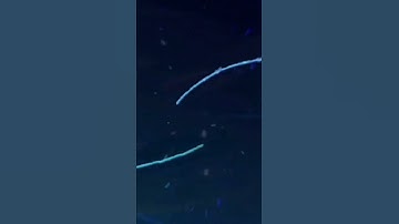 Samsung Galaxy Ace Animation