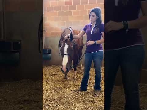 Видео: Къде играем конна езда?