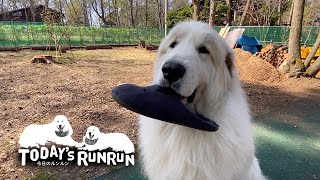イタズラはするけど息子（格下）と遊ぶ気は無いアラン　Great Pyrenees　グレートピレニーズ