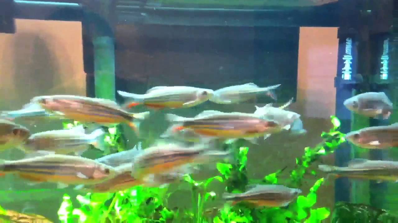 Devario aequipinnatus 217.mp4