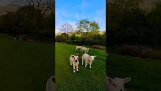 Little Friends ❤️🕊 Edale Hope Valley Peak District Solo Hiking