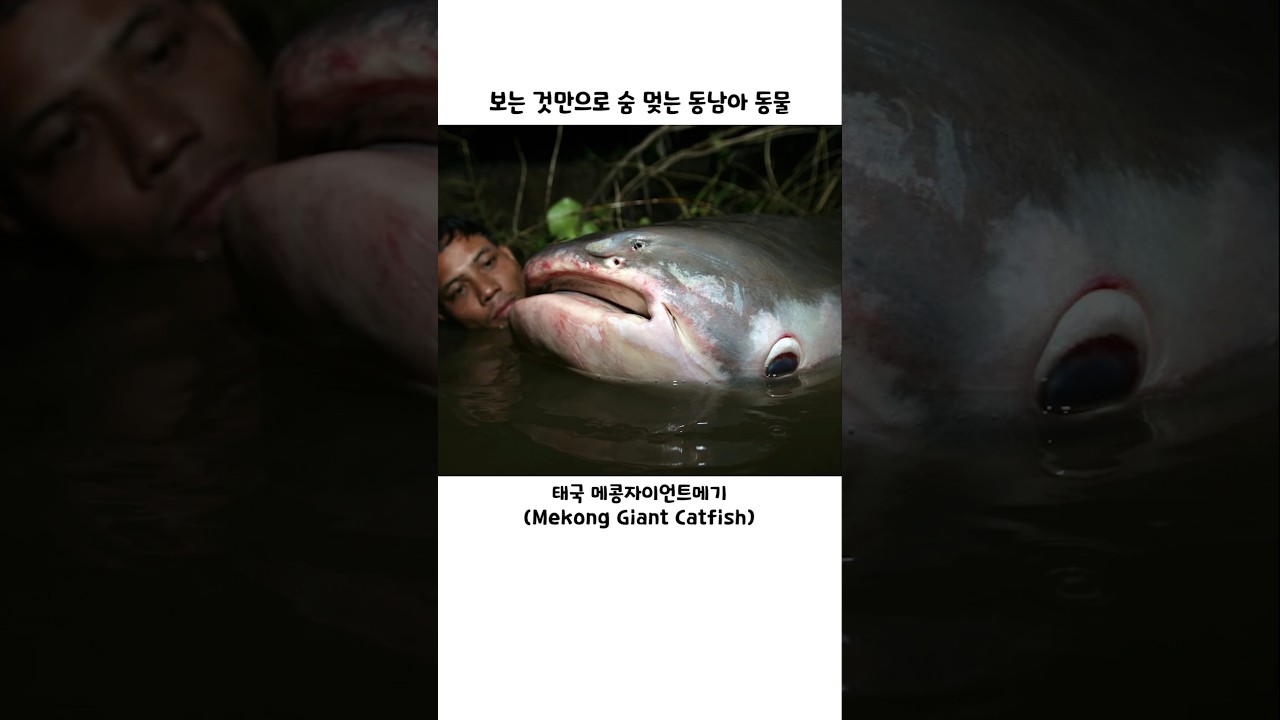 보는 것만으로 숨 멎는 동남아 동물