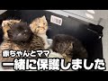 野良の子猫と母猫を一緒に保護して新しい生活が始まりました