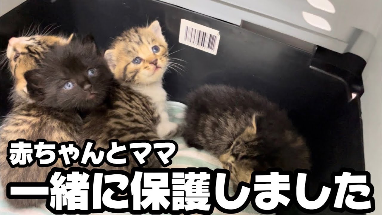We rescued a stray kitten and her mother and they started a new