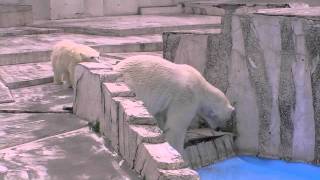 ララの寝起きはごろんと~Polar Bear awoke