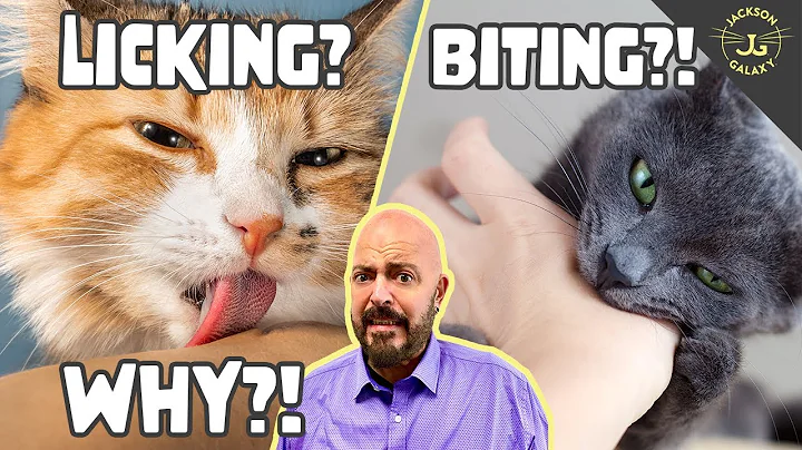 Why Does Your Cat Lick and/or Bite You? - DayDayNews