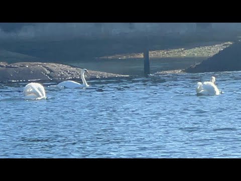 Anglessy Pair Chasing