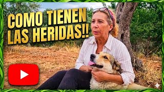 ASÍ ESTÁN LAS HERIDAS DE LOS PERROS!!