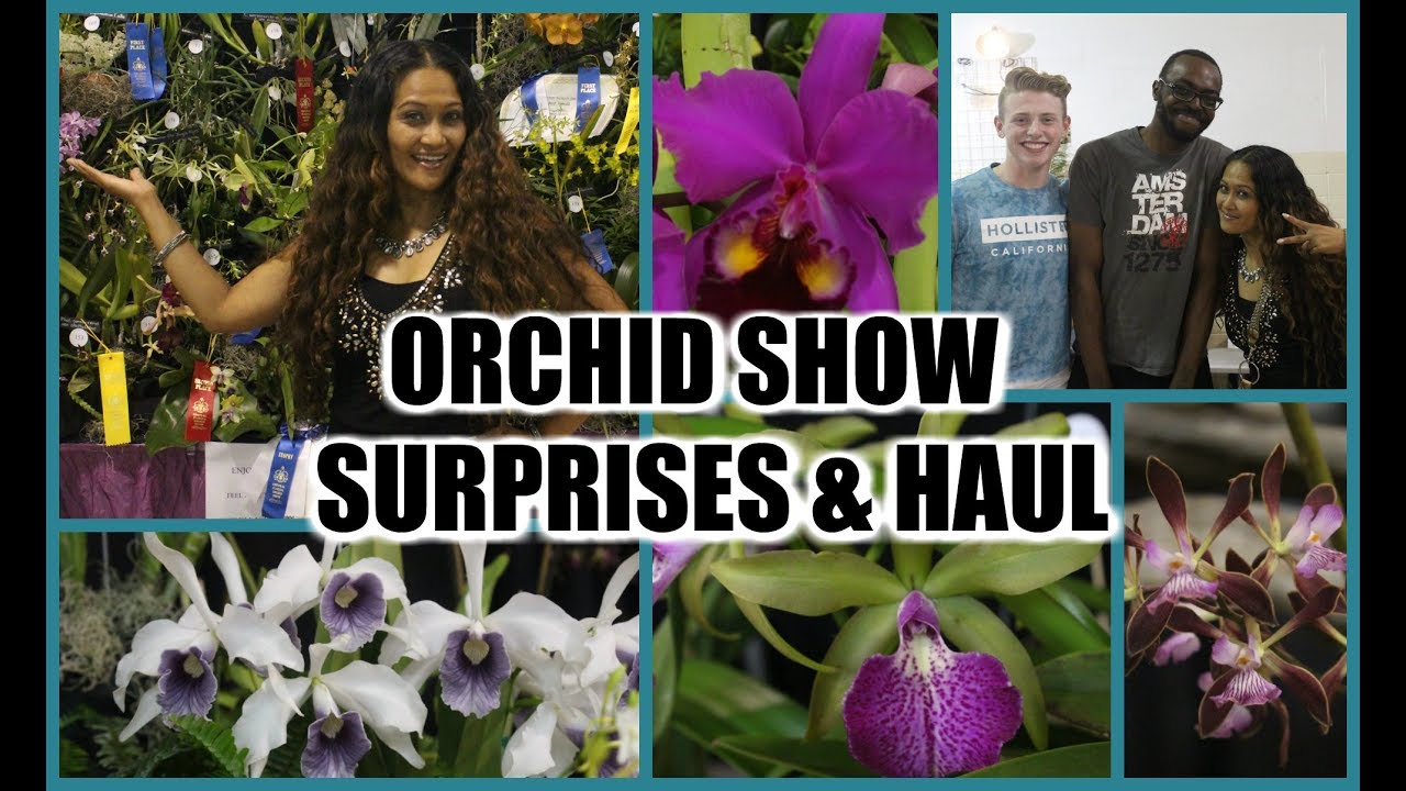 ORCHID SHOW & HAUL CENTRAL FLORIDA ORCHID SHOW YouTube