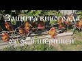 Защита винограда от ос, шершней и птиц