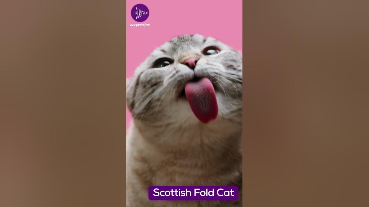 the-scottish-fold-a-beloved-cat-breed-with-unique-ears-and-a-loving