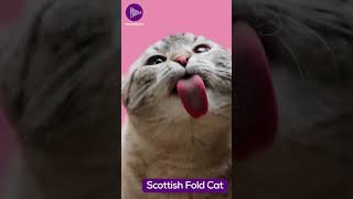 The Scottish Fold  A Beloved Cat Breed with Unique Ears and a Loving Nature