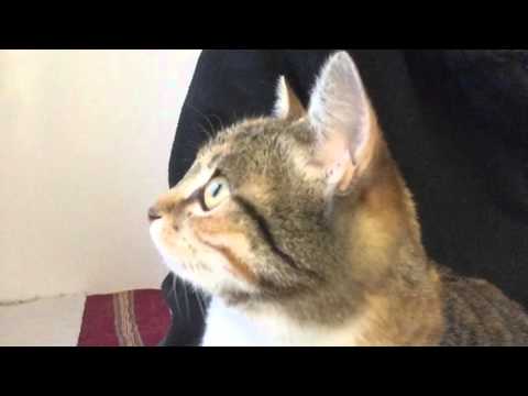 Video: Kako Mački Preprečiti Plezanje Po Mizah