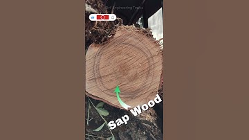 Structure of a Timber 🪵 #construction #timber #structure #wood #tree #civilengineering