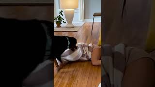 Pov Your Relaxing And Your Rottweiler Do This