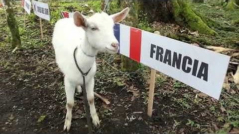 PWC Superfinal Roldanillo | Task 5