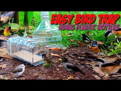 Video: Bagaimana Cara Membuat Pemakan Burung Dari Botol Plastik?