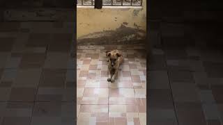 BITCH shortly after successful SPAY