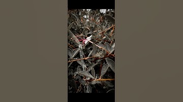 || Flower 😍 shoot ||  #flowers #edit  ￼#lightroom #editing #india