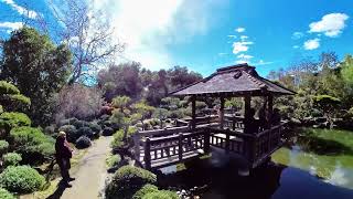Nice Walk in a Japanese Garden | Hayward, CA | 4K