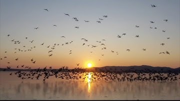GLOBALink |  Better ecology draws rising number of migratory birds to wetland in NE China