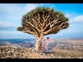 My 1 Week Tour to Socotra, Yemen