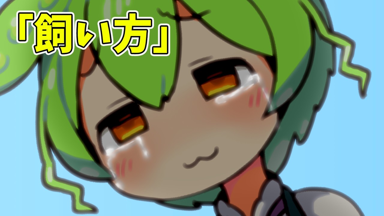 How to Care for Zundamushi-san - YouTube