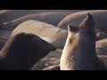 Into the Deep with Elephant Seals - KQED QUEST