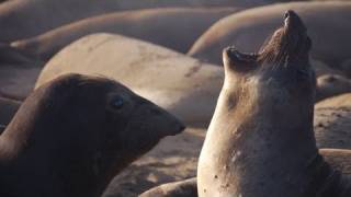 Into The Deep With Elephant Seals - Kqed Quest