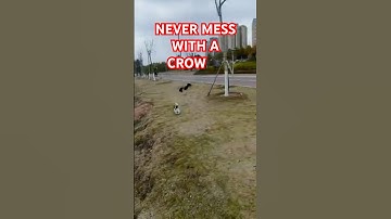 This Is WHY You NEVER Mess with a CROW!