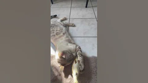 Video 11328031: bengalcat kittens cutecat cats, cat bengalcat funnycats cute, cat bengalcat funny kitten, bengalcat cat pet, bengalcat pets animals, bengalcat playful, cat fish kitten