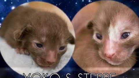 Kizoa Video Editor - Movie Maker: Zoë 1e nestje 1 week