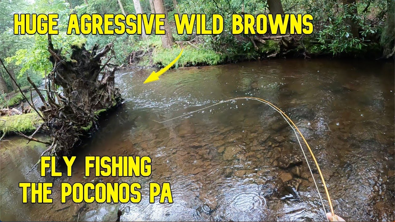 The Wild Browns Were Hungry!! Fly Fishing for Big Wild Brown Trout in