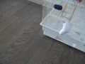 出撃せよ、ダンゲリヲン！　Urgent dispatch