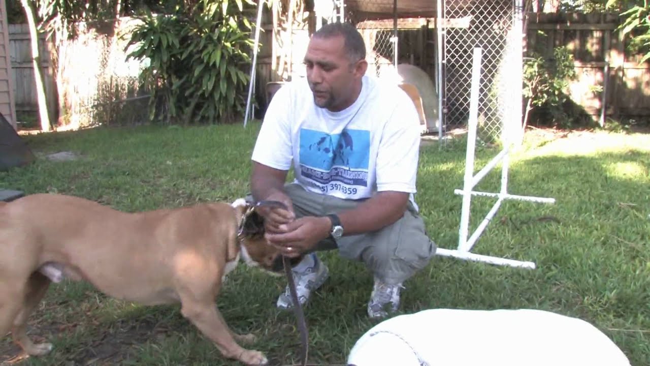 Dog Training & Canine Health Can Humans Catch Worms From Pets? YouTube