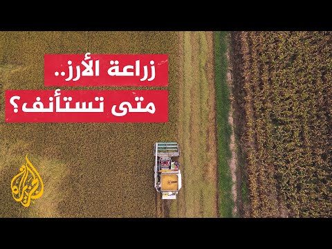 بسبب شح المياه.. وقف زراعة الأرز حتى إشعار آخر في العراق
