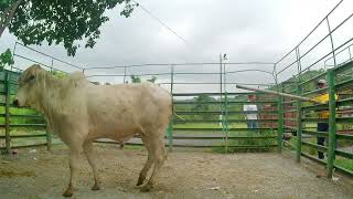 Lote Nro. 17