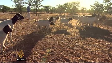 Namibians turn to dogs to protect livestock