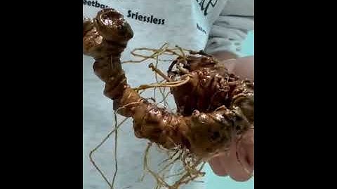 #sâm_ngọc_linh củ sâm rừng siêu xinh  #sâm_ngọc_linh #sâm_ngọc_linh_rừng #sâm_ngọc_linh_rừng