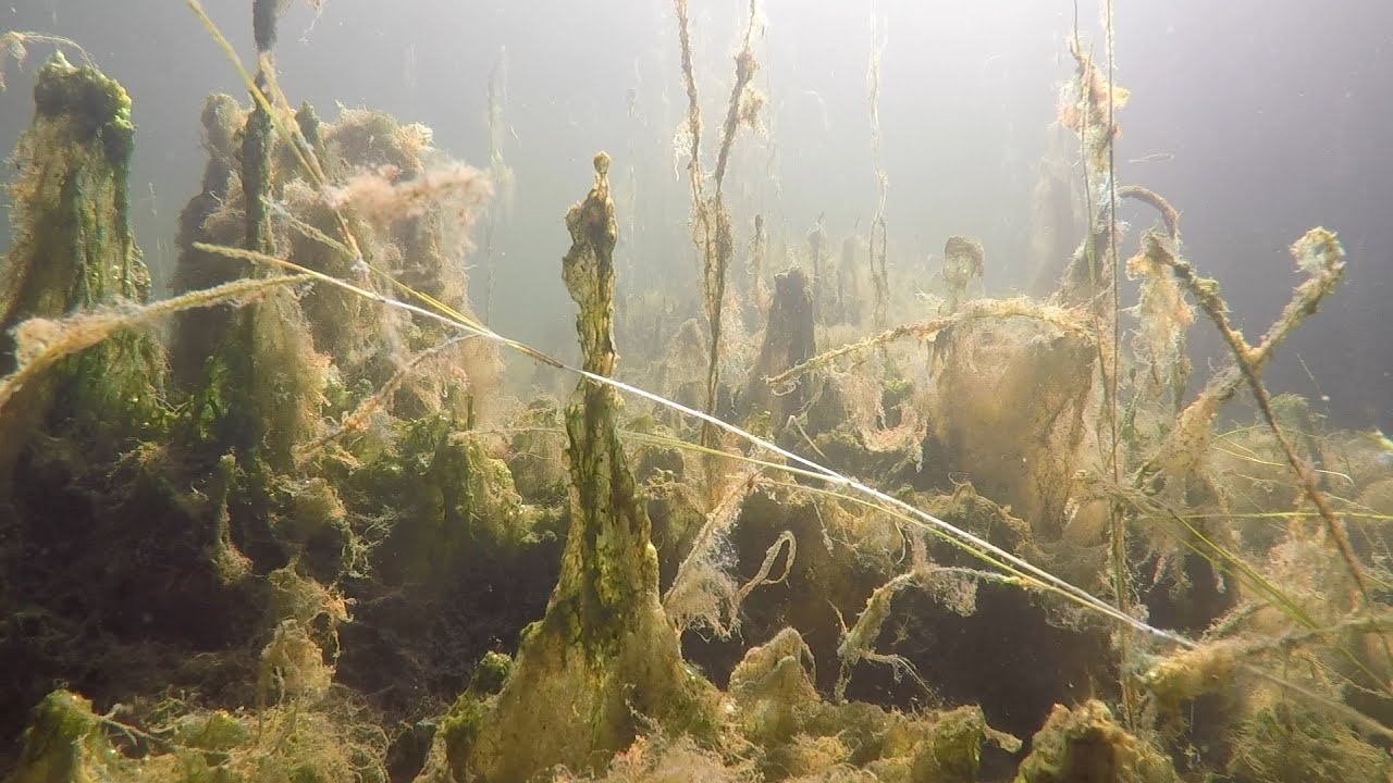 Biodiversitet i skolegården III Fedtemøg - YouTube