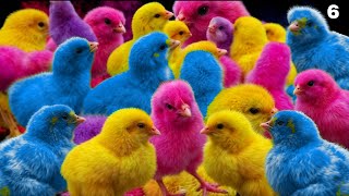 World Cute Chickens, Colorful Chickens, Rainbows Chickens, Cute Ducks, Cat, Rabbits,Cute Animals