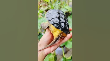 Kết Quả Của Việc Cho Rùa Ăn Kama Quá Nhiều #turtle