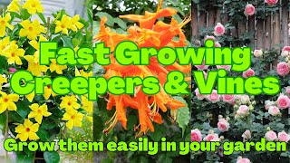 Fast Growing Creepers \& Vines that you can grow easily in your garden | Fast growing Climbers