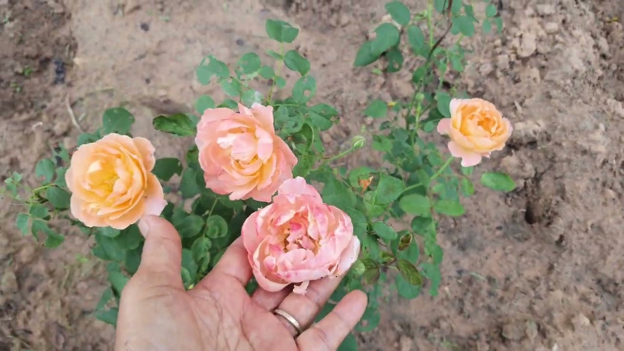 EP174 #สวนกุหลาบปลายมิถุนายน 68