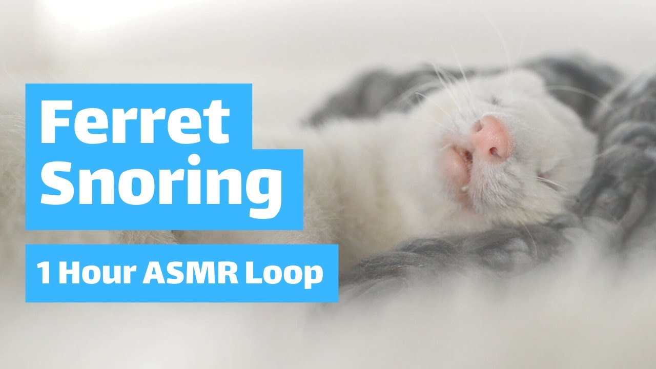 ferret-asmr-white-ferret-snoring-loudly-youtube