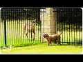 Pit Bull Dog Plays with Deer | Unlikely Friends