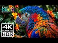 The Craziest Dolby Vision 4K HDR 240FPS (4K/8K Video TV TEST)